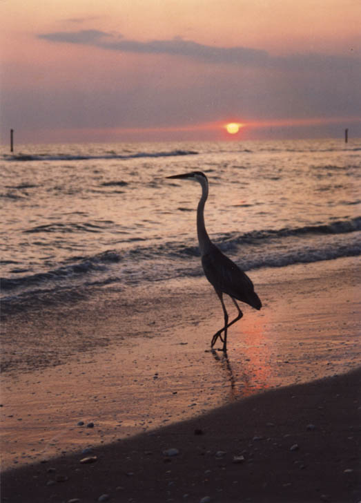Heron on Beach picture